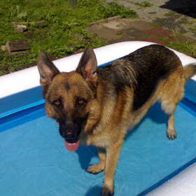 Hondenfoto van Karin