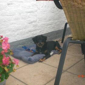Sammie en het restaurant...