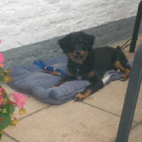 Hondenfoto van Joëlle <3 Sammie 
