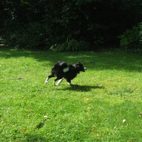 Hondenfoto van silke & woody 