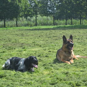 Hondenfoto van Maks met Fenna & Yuna