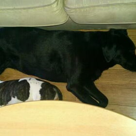 Samen slapen