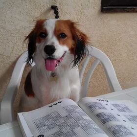 Sudoku hondje!
