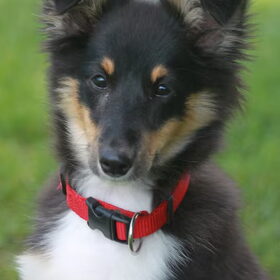 Hondenfoto van team Shadow