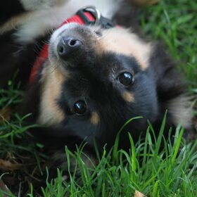Hondenfoto van team Shadow