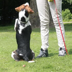 Hondenfoto van team Shadow