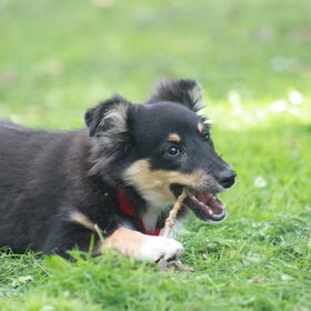 Hondenfoto van team Shadow
