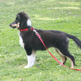 Hondenfoto van team Shadow