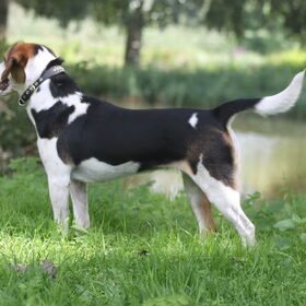 Hondenfoto van team Shadow