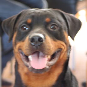Hondenfoto van edward