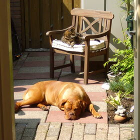 Brammetje en Rebbel samen genietend van de zon