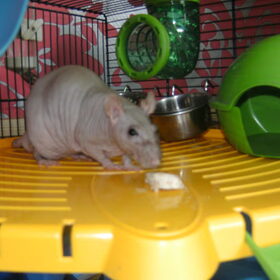 Zippo de rat
