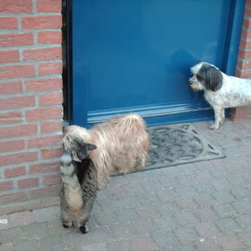 Ff knuffelen met tijgertje. En dan samen naar binnen.