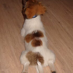 Toby in staking ! Ik wil niet gaan lopen !