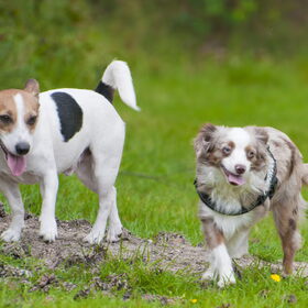 Hondenfoto van Hetty & Skipper
