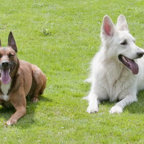 Hondenfoto van Hetty & Skipper