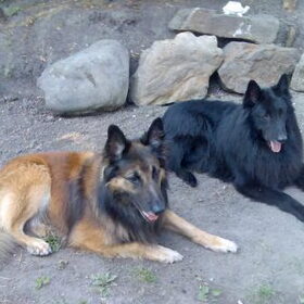 de terveurense hond is Kaya en de groenendaeler heet Ingo…
