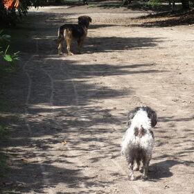 Hondenfoto van liesbeth,Turbo,Luna, Levi en Faith