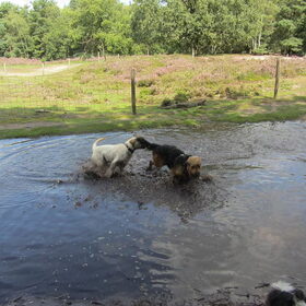 Hondenfoto van liesbeth,Turbo,Luna, Levi en Faith