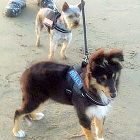 Hondenfoto van *~-Sammy-Ft -Jady- Ft -Bailey-~*