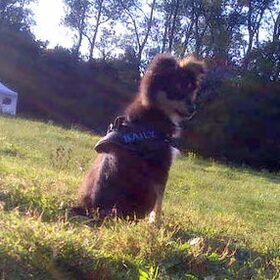 Hondenfoto van *~-Sammy-Ft -Jady- Ft -Bailey-~*