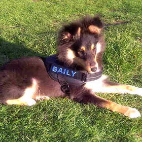 Hondenfoto van *~-Sammy-Ft -Jady- Ft -Bailey-~*