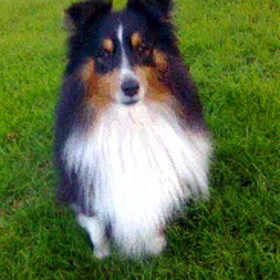 Mijn sheltie tricolor reu van 4,5 jaar!