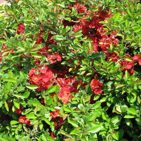 mijn tuin 23april