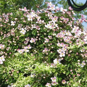 mijn tuin 23april