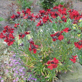 mijn tuin 28april Muurbloem.