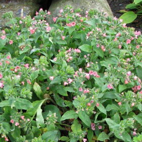 mijn tuin 28april