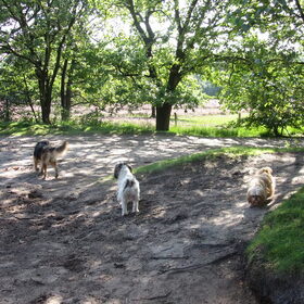 Hondenfoto van liesbeth,Turbo,Luna, Levi en Faith