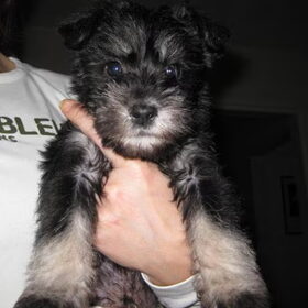 Ozzy als pup