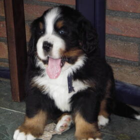 Lars als pup, september 2006