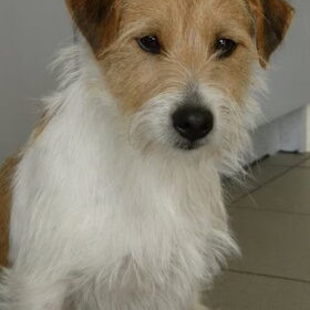 De papa van de pupjes, Snoepie. Jack Russel Terrier Ruwhaar…