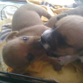 Puppy liefde :-)