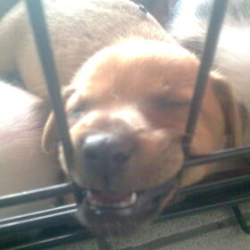Stttt... Koda slaapt