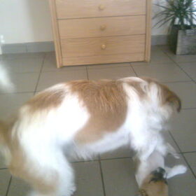 Spelen met papa