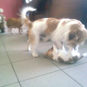 Spelen met papa