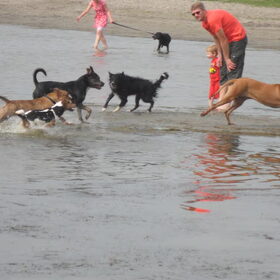@Lauwersoog, aan het hondenstrand. Een ware hondenparadijs! Wat…
