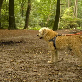 Hondenfoto van anais ~ filou&kajou