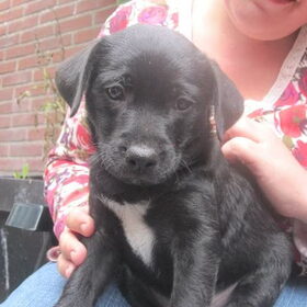 6 weken oud.