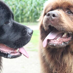 Hondenfoto van Inge, Rottweiler Nika & m'n Canadeesje(s)