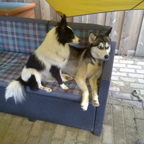 Sky en Amigo (van ashley hier op HP)
