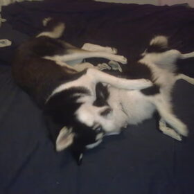 Skippa en Amigo (van ashley hier op HP)