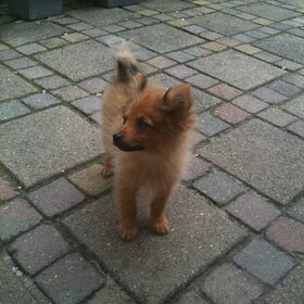 Mijn liefie