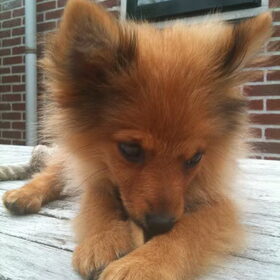 Aaawh lief