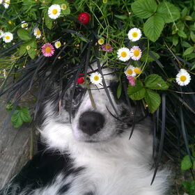 Tussen de bloemen