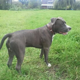 Hondenfoto van DIESEL
