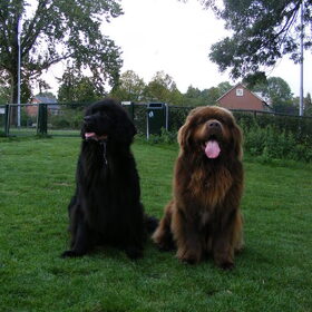 Mijn twee beren.